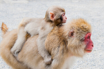 Little Japanese snow monkey cub being carried on the back by mama monkey