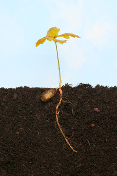Sapling in soil