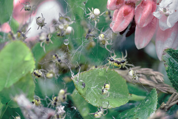 Selective, soft focus. Nest with lots of little spiders, brood. Web close up. Arachnophobia,...