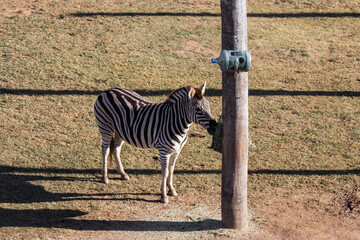 A zebra eating leaves from the bag.