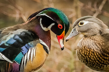 Wood duck pair in love