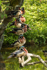 Wood ducks all in a row
