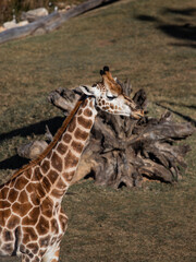 Close-up view of giraffe head.