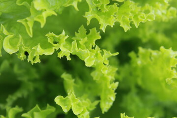 Fototapeta na wymiar fresh green salad in close-up