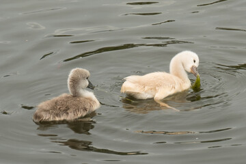 Cygnets
