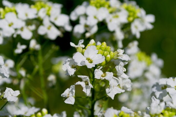 horseradish flower