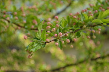 branch with leaves buds