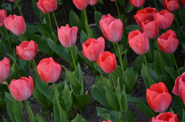 red tulips in the garden