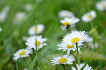 daisies in the grass