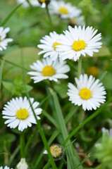 daisies in the grass