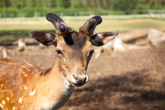 Sika deer on a reindeer farm. Deer graze in the pasture. Reindeer farm. Close up.