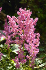 pink flowers in the garden