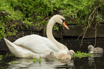 Mother Swan and baby cygnets