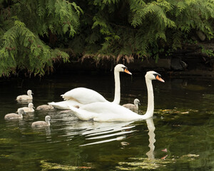 Swan Family Swimming