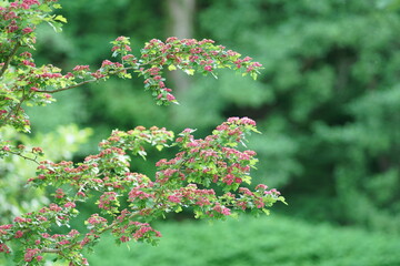 Baum in voller Blüte, Rotdorn oder artverwandte Zuchtform