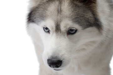 Siberian Husky with blue eyes. dog on a white background . nice pet 
