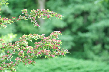 Baum in voller Blüte, Rotdorn oder artverwandte Zuchtform