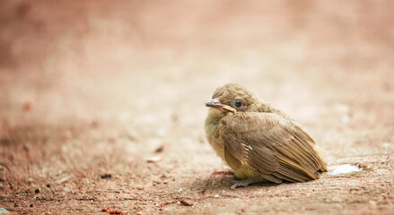 Cute baby bird sitting on the ground in the garden in warm tone color background.