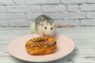 Black and white rat eating sweet donut pastry. Not on a diet.birthday.