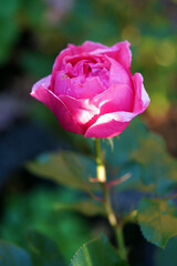 Rosen