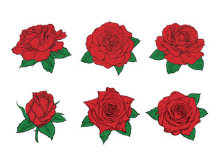 Red roses hand drawn color set. Red rose buds and green leaves collection. Vector illustration.