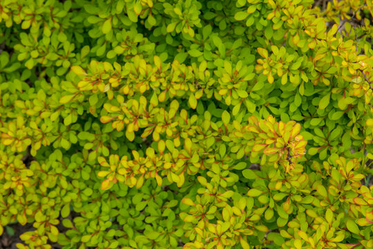 Background of barberry leaves