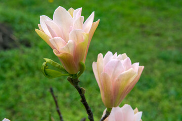 pink peach magnolia flowers in spring