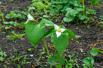 White Trillium Blooming in the Spring