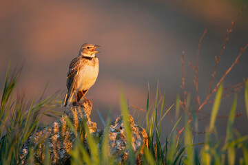 The calandra lark (Melanocorypha calandra) singing in the morning golden light.