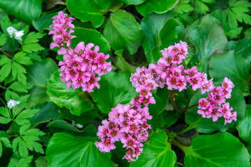  bergenia cordifolia or badan plant with flowers in the spring