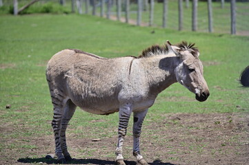 Obraz premium A zebroid is the offspring of any cross between a zebra and any other equine to create a hybrid