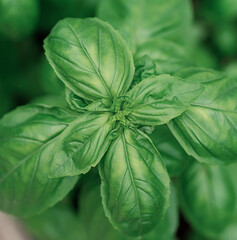 Close up of fresh basil in the garden