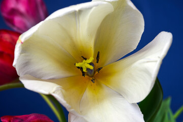 pistil and stamens of a beautiful tulip flower