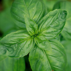 Close up of fresh basil in the garden