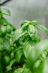 fresh basil in the garden or greenhouse