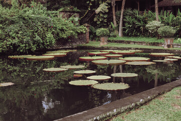 Fototapeta na wymiar A pond with plants. Beautiful view of a tropical garden in Bali