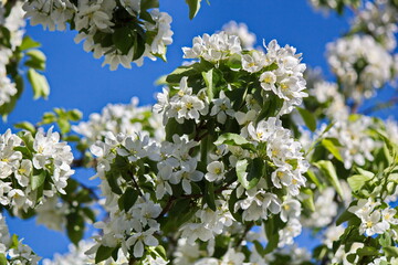 Apple blossoms in spring