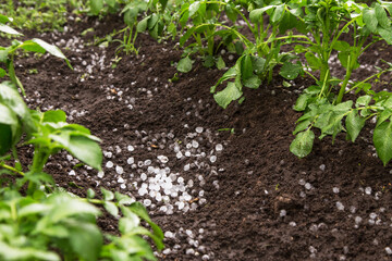 Hail after hailstorm on soil ground in garden. Ice balls after summer thunderstorm
