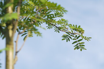 Eberesche im Detail zur sommerlichen Zeit mit Blättern im frischem Grün