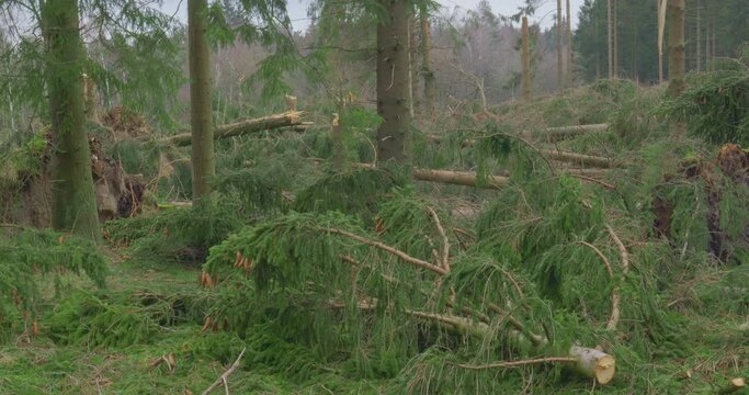 After The Storm - Broken, fallen, and uprooted trees - The camera is panning slowly and tilting upwards simultaneously - ProRes