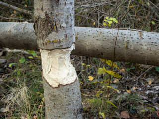 The beavers have gnawed and felled the trees that they use to dam rivers, and thus litter the reservoirs.