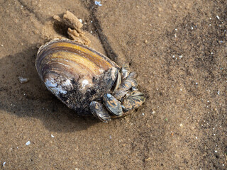 A family of clam shells on the sand after low tide.