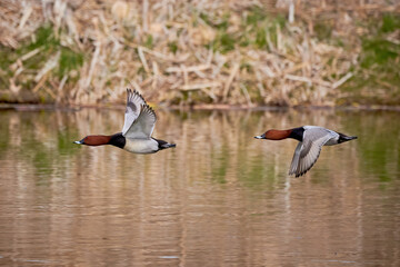 Two Common pochard in flight (Aythya ferina). Birds in flight