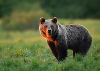 Foto auf Glas Wild brown bear ( Ursus arctos ) © Piotr Krzeslak