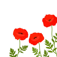 Obraz premium Postcard provence wildflowers poppies flowers vector illustration