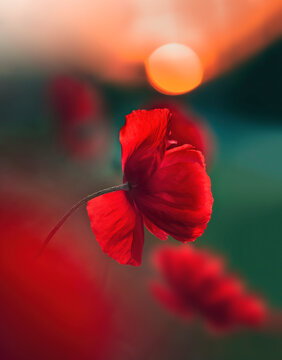 Macro of red poppy flower during the golden hour. Sunset with soft orange bokeh in the background. Sunlight shining through the petals. Shallow depth of field with green meadow background
