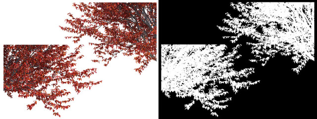 A wide variety of trees and shrubs
