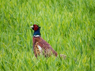 pheasant in the grass