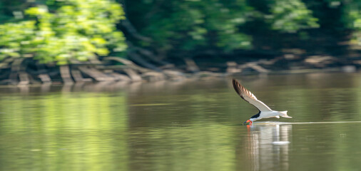 Black Skimmer