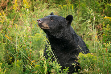 American Black Bear